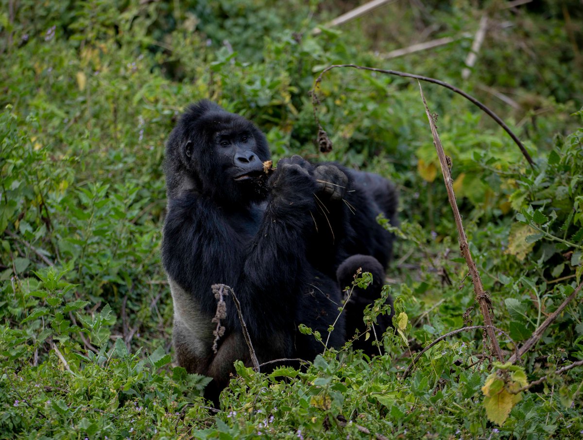 @UNESCO @UNESCO_MAB @cnru2020 @FNimfura @RwandainFrance @RDBrwanda @UrugwiroVillage @PaulKagame @EnvironmentRw @CoEBrwanda Mountain gorillas are present in #Rwanda, #Uganda and #DRC. These cousins of human beings, from whom we are separated by only 2% of our DNA, saw their population decimated during the 20th century, due to deforestation and poaching. In 1980, only 250 of these gorillas remained.