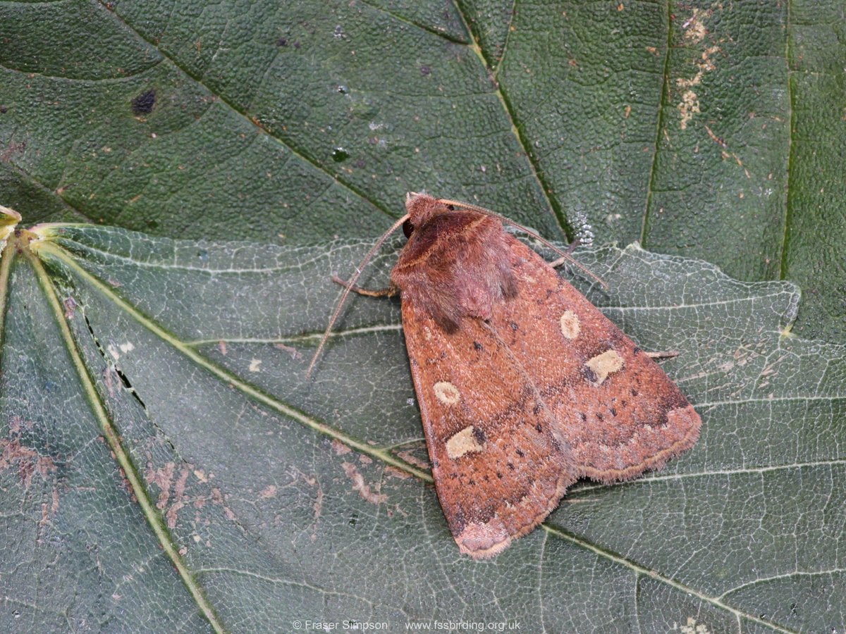 Macro moth fauna from the Ayrshire holiday garden VC75: Centre-barred Sallow, Canary-shouldered Thorn, Lesser Swallow Prominent, Square-spot Rustic.
#TeamMoth @BritishMoths @BC_SWScotland