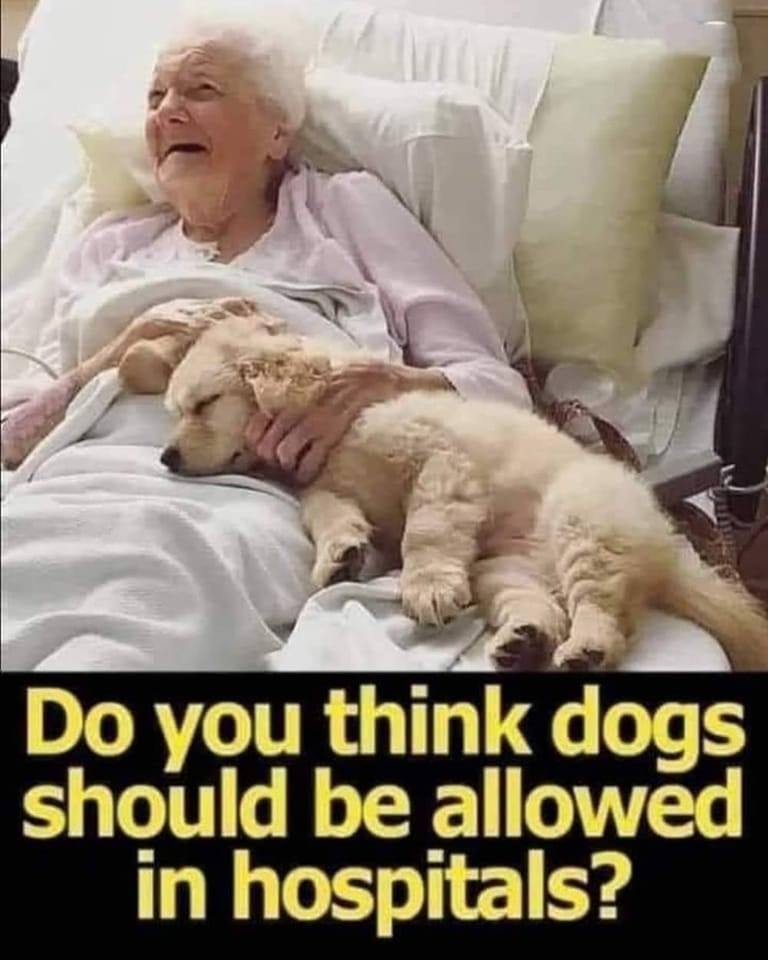 Do you think dogs should be allowed in hospitals ? 💛