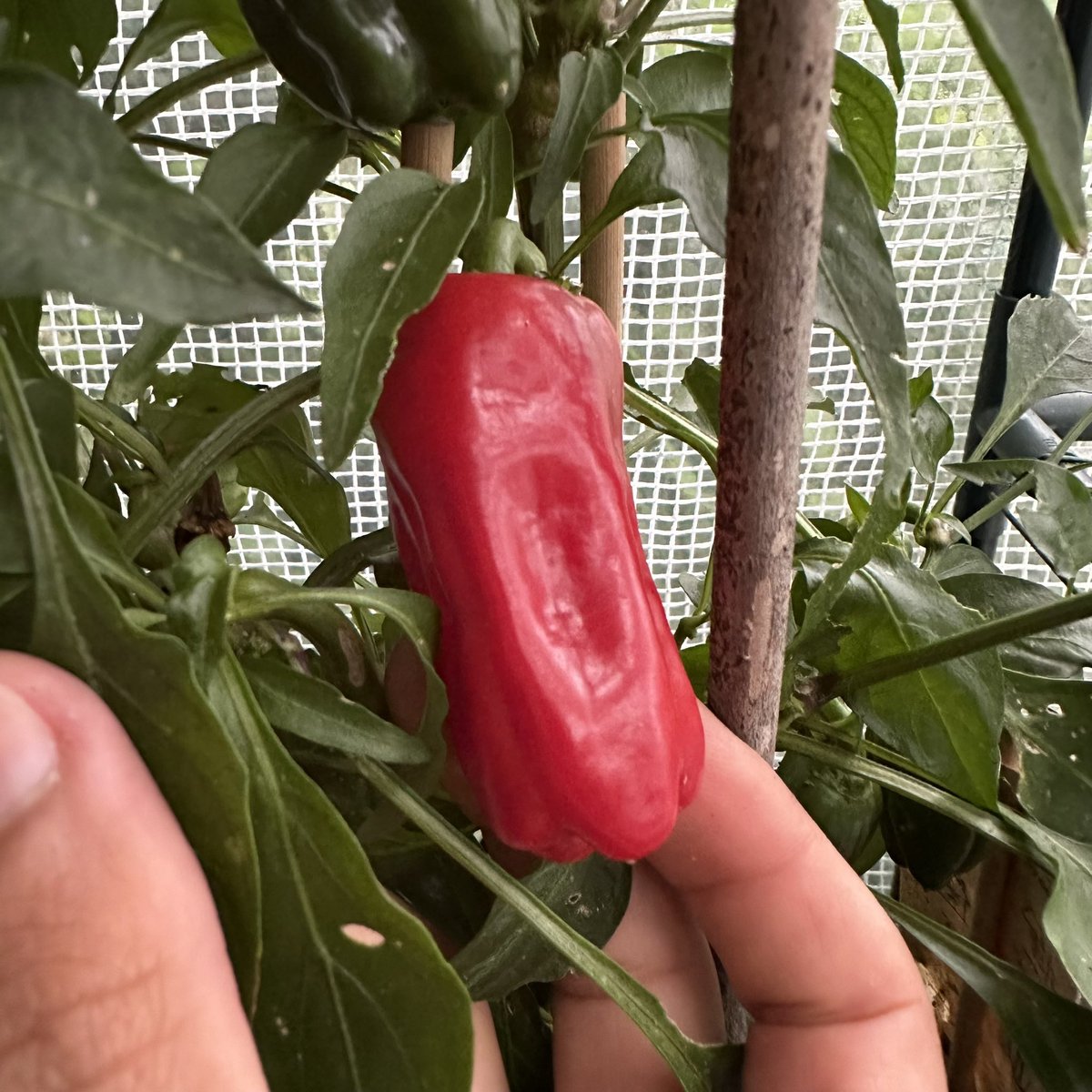 drpeppas's tweet photo. Finally the huge ever growing Thai Dragon chilli plant is fruiting some thin long chillies 🌶️🙌 I wonder if they’ll ripen in time before the weather turns cold and wet 🌧️ Also got some other fruits growing https://t.co/8c1PvPh5Y7