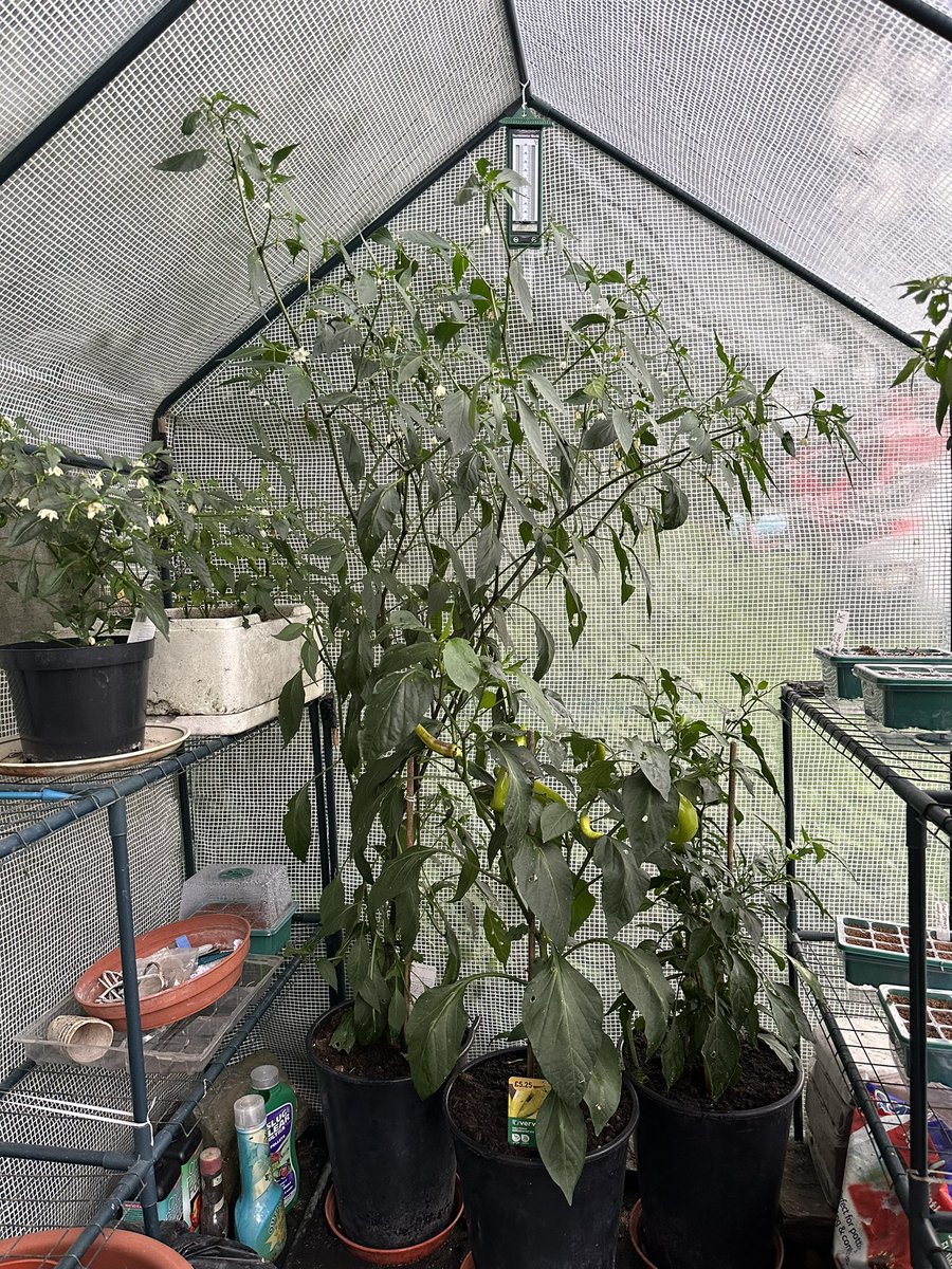 drpeppas's tweet photo. Finally the huge ever growing Thai Dragon chilli plant is fruiting some thin long chillies 🌶️🙌 I wonder if they’ll ripen in time before the weather turns cold and wet 🌧️ Also got some other fruits growing https://t.co/8c1PvPh5Y7
