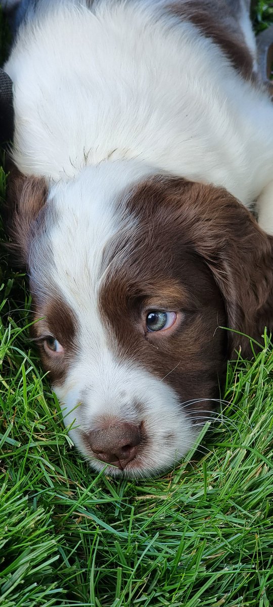 Let Dogs Be Dogs tweet media