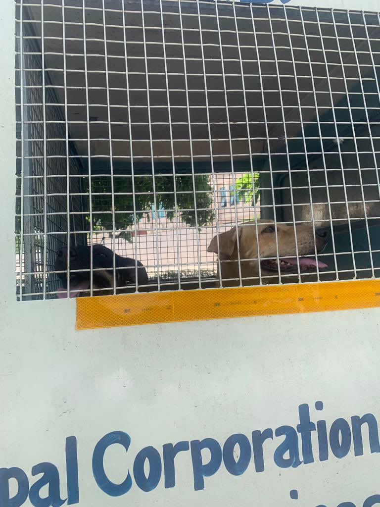 vfanimals11's tweet photo. More illegal pick ups  two vans at the crossing of Grand hotel and the Mall. MCD guys are picking up dogs from there and they said that these dogs.are taken to Masoodpur fans will be kept there till G 20 is over. These two dogs are from that area only. https://t.co/97O4BEXmJK