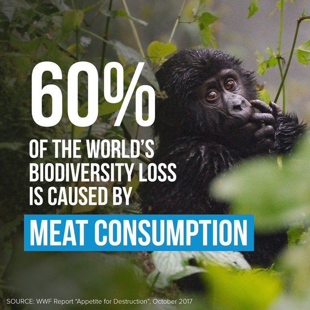 herbivore_club's tweet image. Someone: &quot;I&apos;m going #PalmOil free for the #Orangutans&quot;

my brain: 
don’t say it
don’t say it
don’t say it
don’t say it
don’t say it

Me: &quot;Maybe you could go plant-based too for the 120 species lost every single day?&quot; 🦧

#NationalWildlifeDay
#WildlifeDay