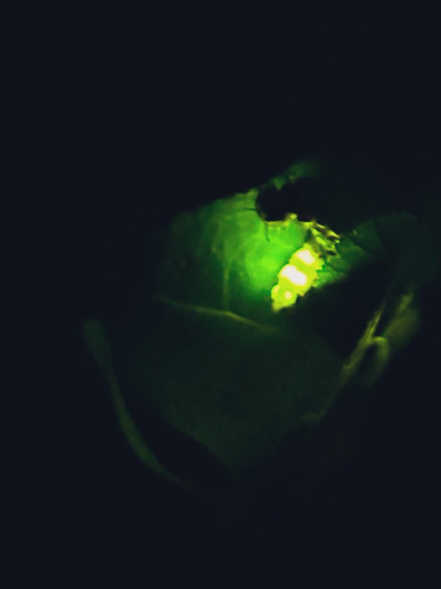 The magic of late summer glow-worms in Somerset 💜