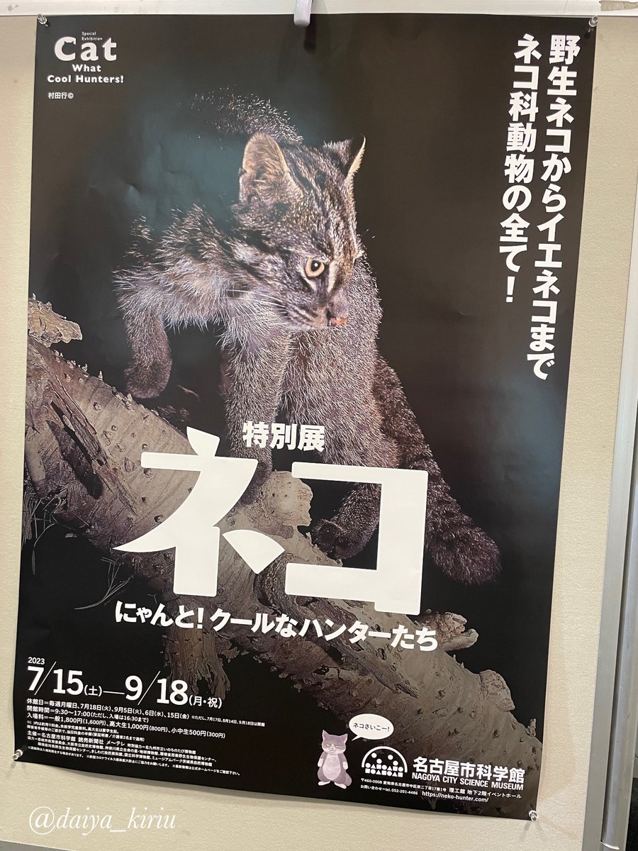 「特別展「ネコ」 野生のネコ科から身近なイエネコまで進化と生態に迫る展示。剥製や骨」|霧生橙矢♦︎のイラスト