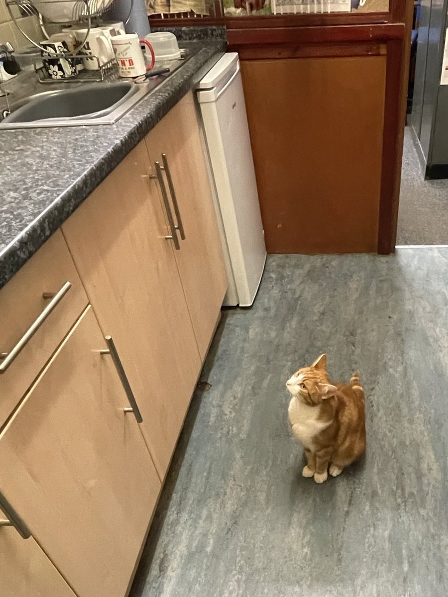 George The Stourbridge Junction Station Cat tweet media
