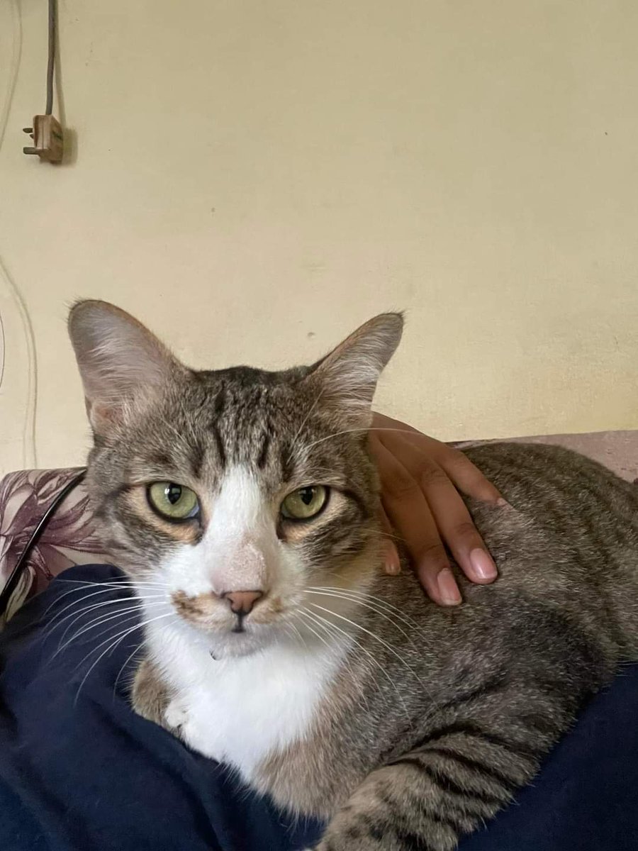 Asking around the neighborhood for my cat, ada orang kata takut orang dah ambil dia. I am broken, can't cope with another loss. If sesiapa jumpa my cat please return him back to me. Sanggup bagi reward dah kira last resort ni.

(Last seen: Jalan Raja Uda, Kg. Baru, KL)