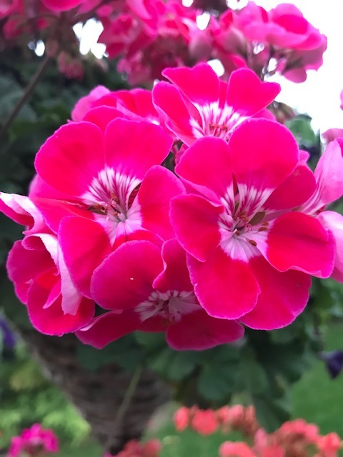 AdvancedBP's tweet photo. Geraniums. This is the fifth successful season for this plant and once again it is flowering beautifully. Last winter it flowered all winter! #geranium #flowers #garden #abpstore https://t.co/58M6k8SopL https://t.co/1zhDnV4jiQ