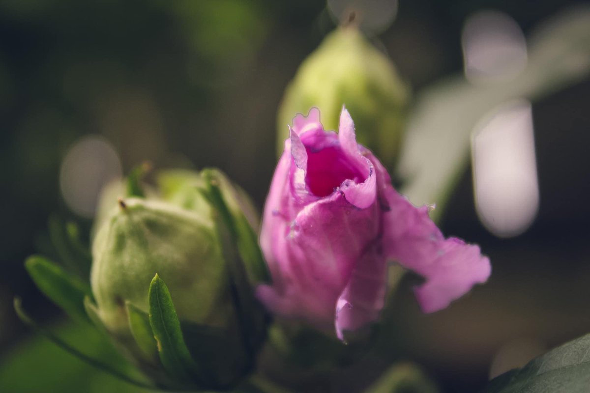 jay_monochrome's tweet photo. Sad summer is almost over but happy I’ll get some fall colours soon! #photograghy #flower #SummerEnds https://t.co/5iIuBjoDPB