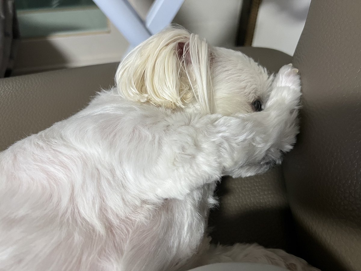 All100__'s tweet photo. 심각한 고민이 있는 듯한 강아지 https://t.co/V3PSM1ohUH