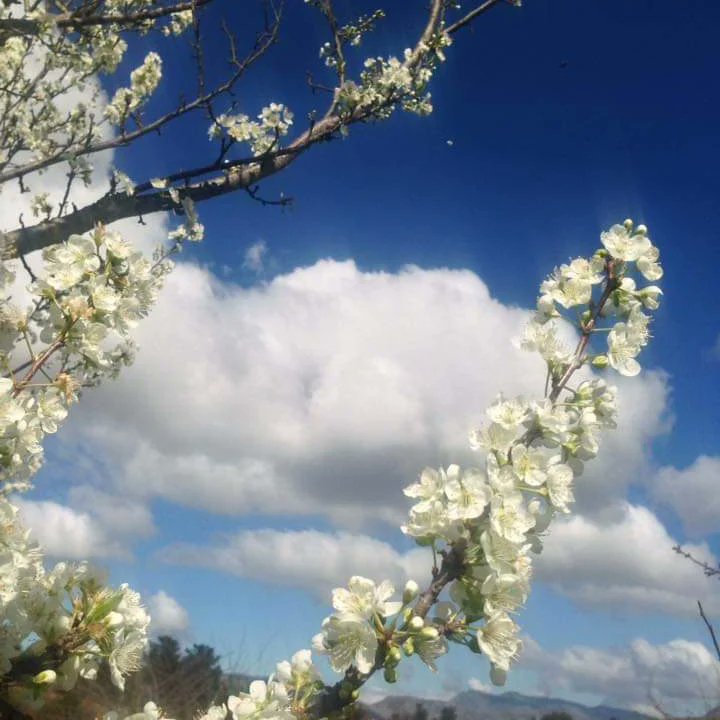 Spring has sprung on the farm albeit a little chilly this morning! Even our Koi fish are out displaying their vibrant colours!
🌸See you soon! Happy Spring day!🌸