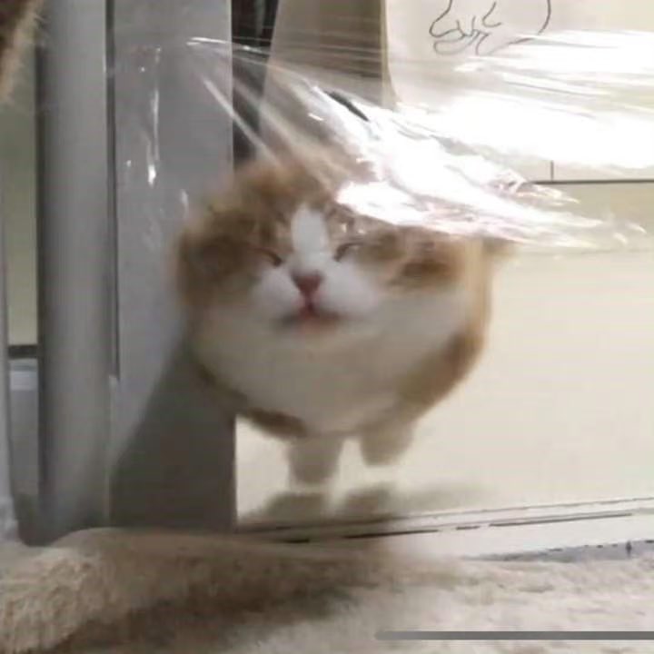 xiaogougou59806's tweet photo. ねこ https://t.co/0adNE6d3iV