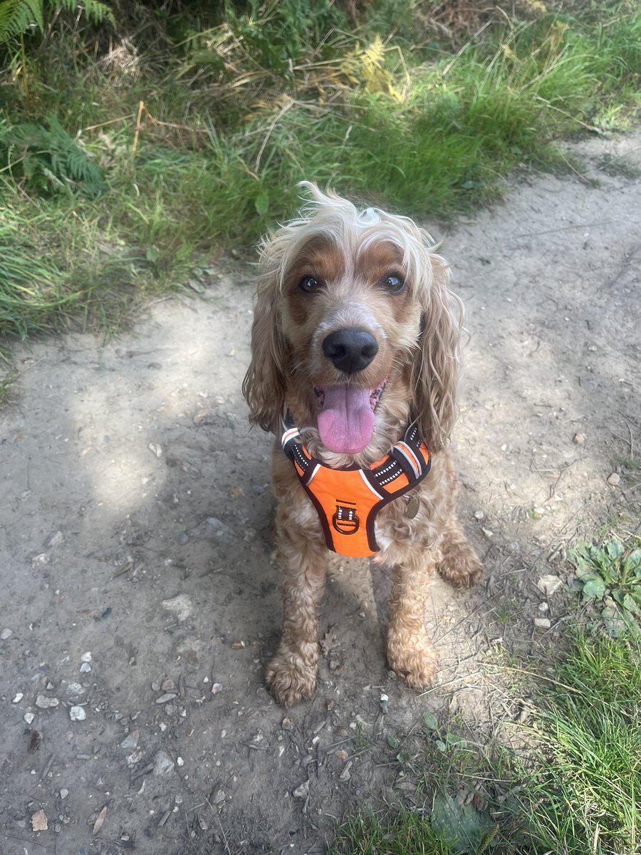BraxtonBilcliff's tweet photo. My 23/24 teaching resolutions are to take this gorgeous boy on more walks after work, set clear work boundaries and do one activity in the evening a week ☺️ https://t.co/j3G5uAQCy8