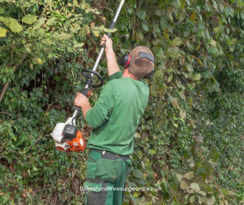 FolkestoneTree's tweet image. Where Trees Flourish, Communities Thrive. Call Folkestone Tree Surgeons now to schedule a consultation.

#treelife #treecutting #treesurgery