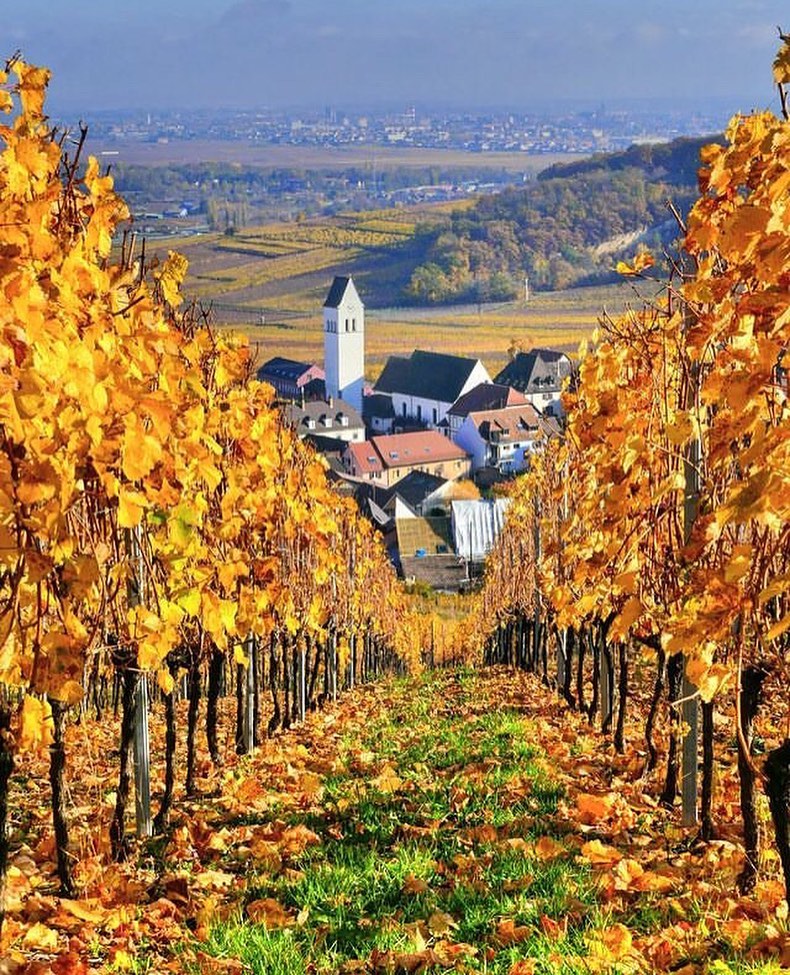 @Architectolder What about Vineyard path ?

Katzenthal, Haut-Rhin
Alsace, La France 🇫🇷 ♥️