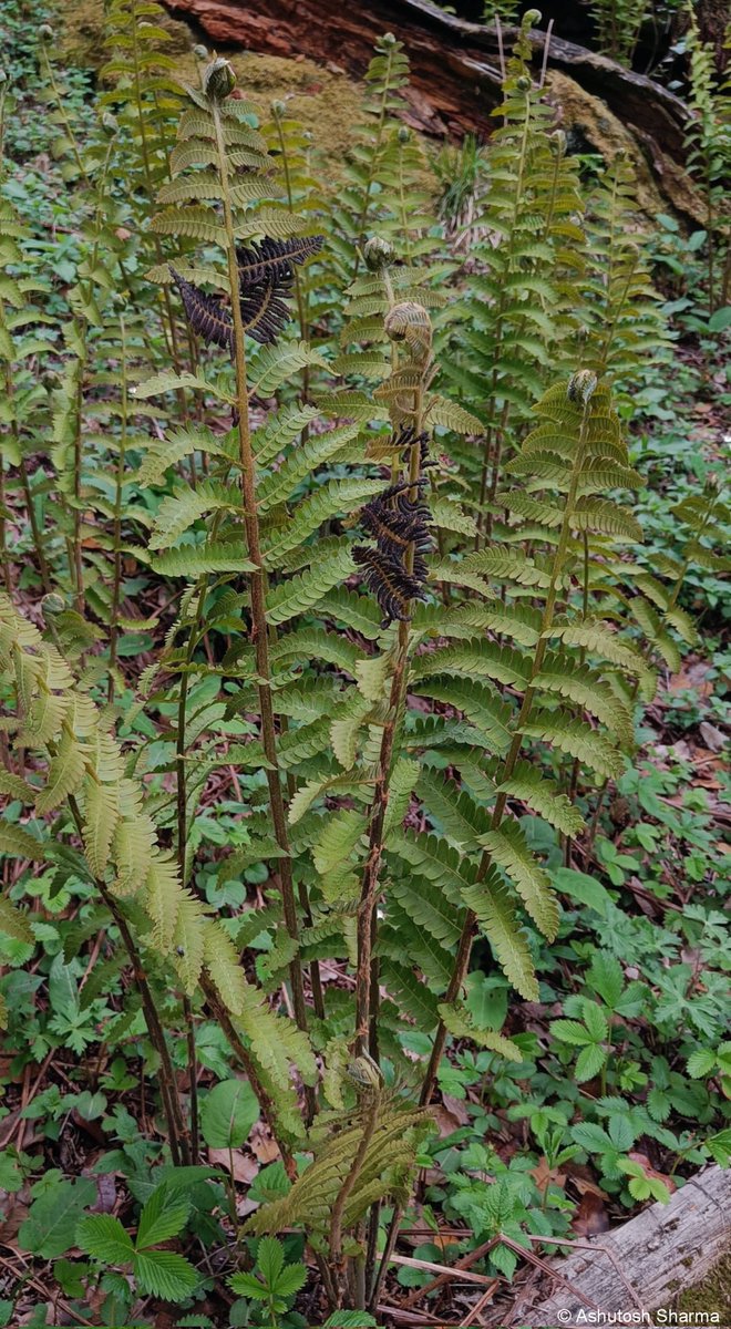 Ashutosh_05sn's tweet photo. Sharing one habit image.
Clicked in high #subalpine region of Great Himalayan National Park, #Kullu, #HimachalPradesh
#Osmunda #Osmundaclaytoniana #Claytosmunda #efloraofIndia #IamBotanist #taxonomy #Osmundaceae #IndianBotanist #livingfossil #fern #flora #GHNP #ptetidophytes https://t.co/6kSaGiUq4G