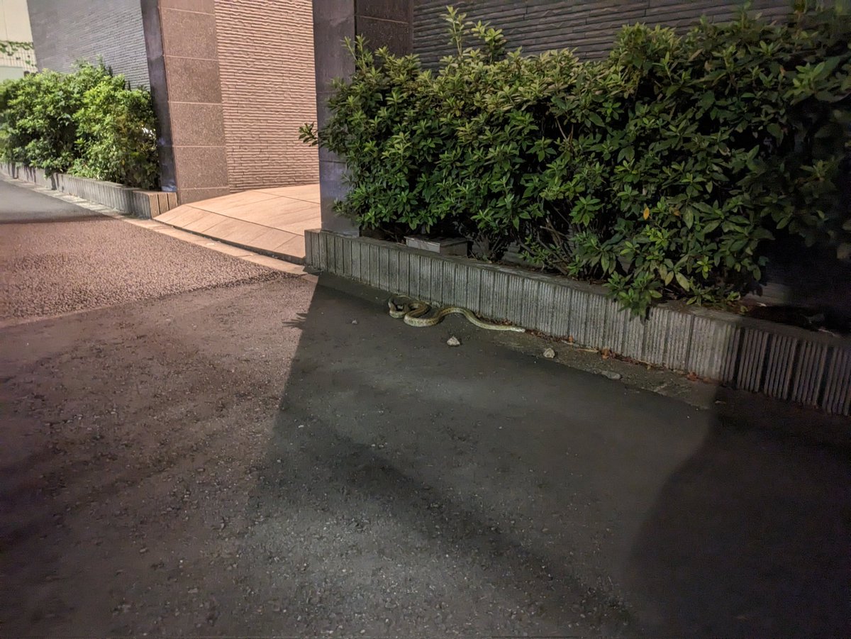 perap620's tweet photo. 都心の路上でこれはあかんて。びびった。 https://t.co/PpDP2z92IX