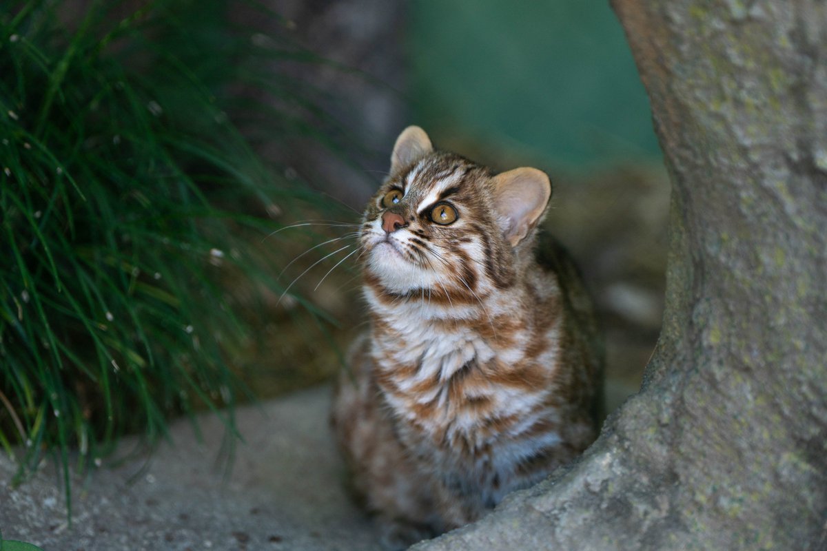 sugitti62's tweet photo. 東山動植物園にツシマヤマネコのしたるを見てきた。
暑くてなかなか外に出てこない…
#東山動植物園 
#ツシマヤマネコ https://t.co/vzXNd0VK22