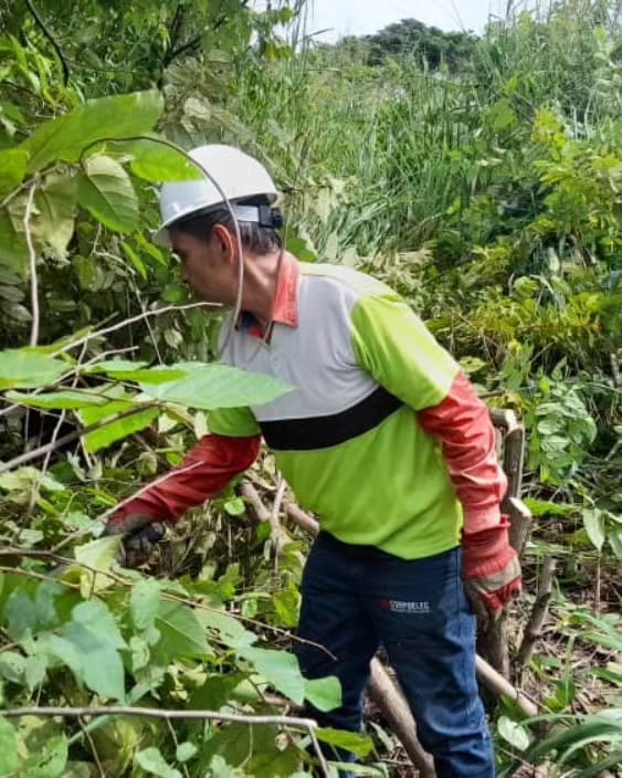 #EnFotos | Desplegadas cuadrillas de @CORPOELECBAR_, Alcaldía del mun. Alberto Arvelo Torrealba y Poder Popular, en el Plan especial de Pica y Poda desde el Circuito Agroisleña, parroquia Rodríguez Domínguez, en aras de seguir fortaleciendo el servicio eléctrico

#MaduroMásPueblo