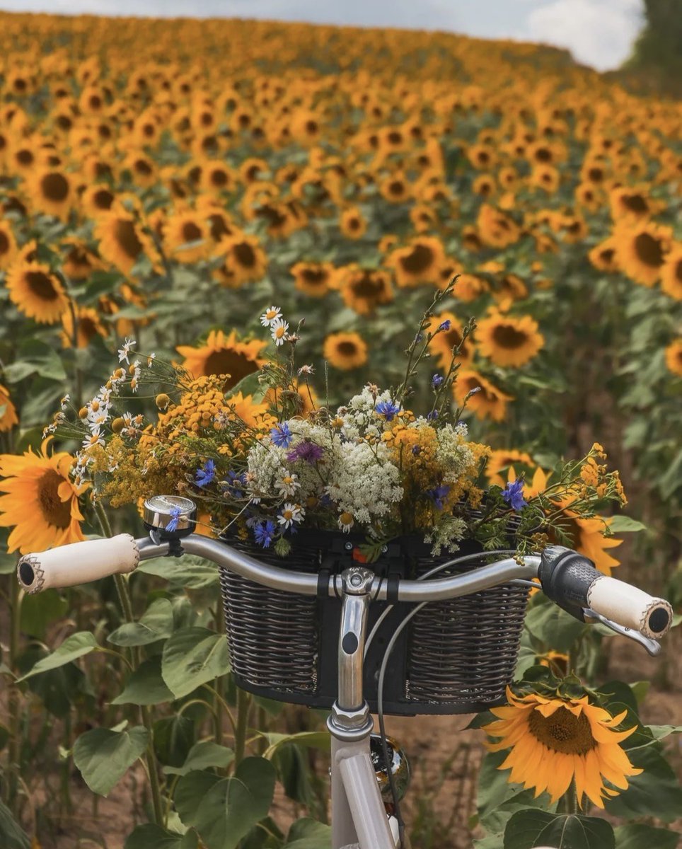 peacozy's tweet image. 