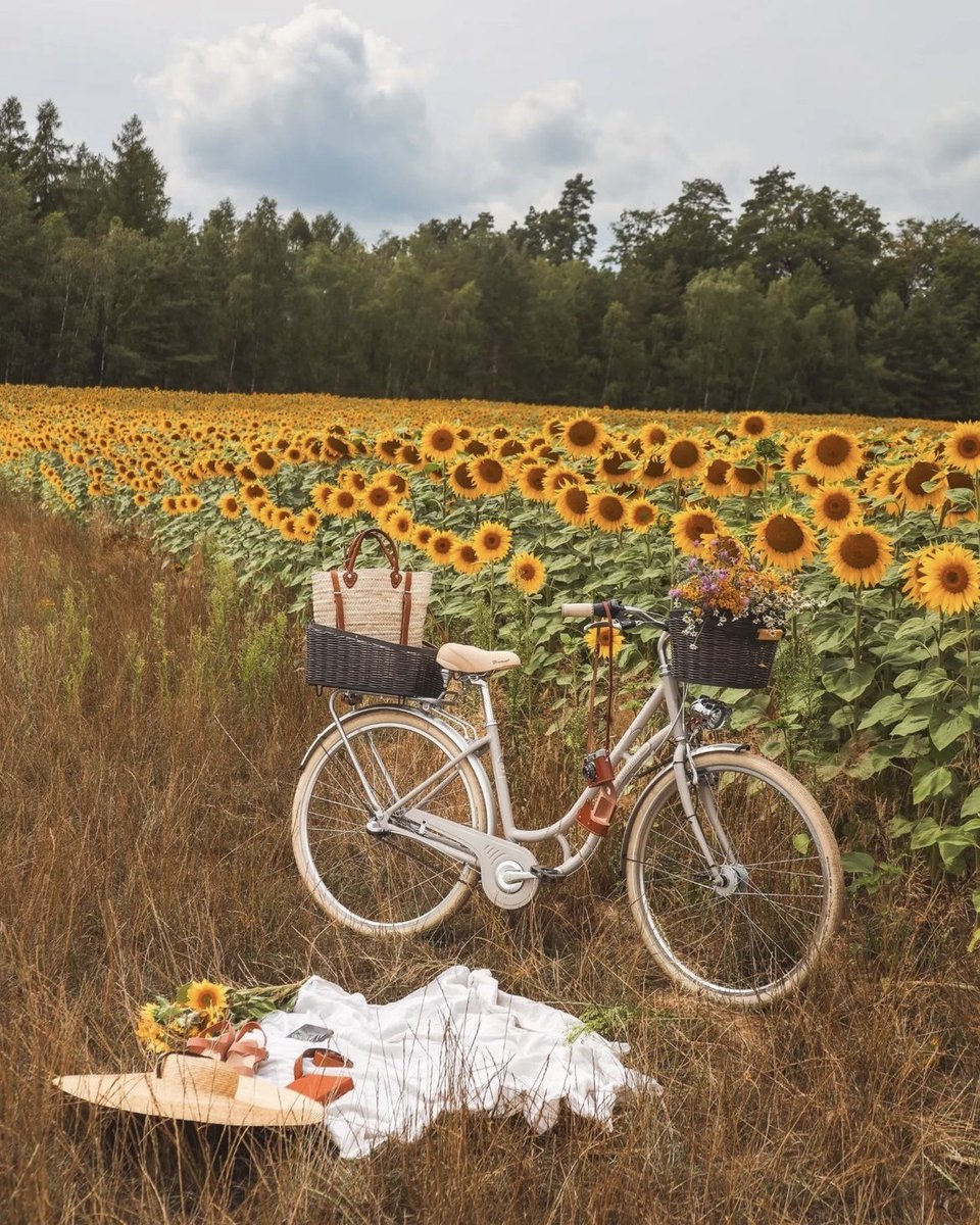 peacozy's tweet image. 