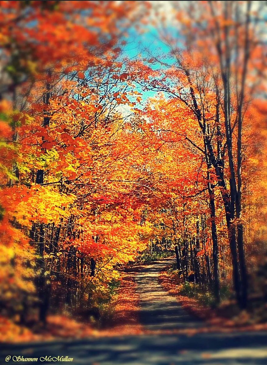 manitoulinmagic's tweet photo. Fall trail on Manitoulin Island. #manitoulinmagic #fallcolours #NEont https://t.co/AADzLBmMzN https://t.co/DObQocGwZB