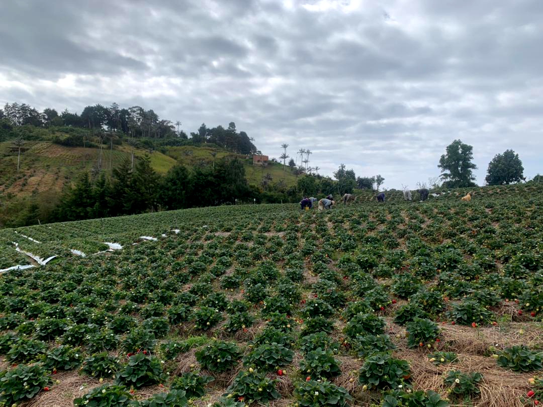 BrendaRibeiroG's tweet photo. Bonito día 🇻🇪☕🍓🍓
A ti que siembras, cultivas y cosechas la vida, mis respetos, mi cariño.
A ti que cuidas con esmero tus campos, que ofreces tu tiempo y tus años, yo te bendigo.
#Fresas #BajoSeco #ColoniaTovar #Jarillo #Frutículas #HechoEnVenezuela #ProducciónNacional https://t.co/lM7PPx7uCQ