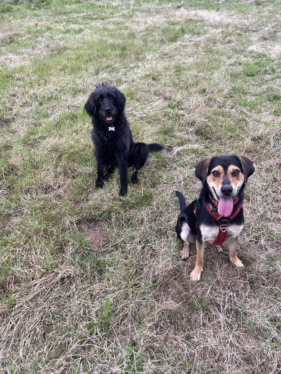 Heather_CCN's tweet photo. A good, but busy week, so only 32.4kms walked with my boy. 🐶 I didn’t manage daily checkins for #NursesActiveChallenge last month! Hope everyone had a good week? ☺️ #NHS1000miles #NHS75 #NursesActive #RescueDog #sundayvibes https://t.co/nVganztPyl