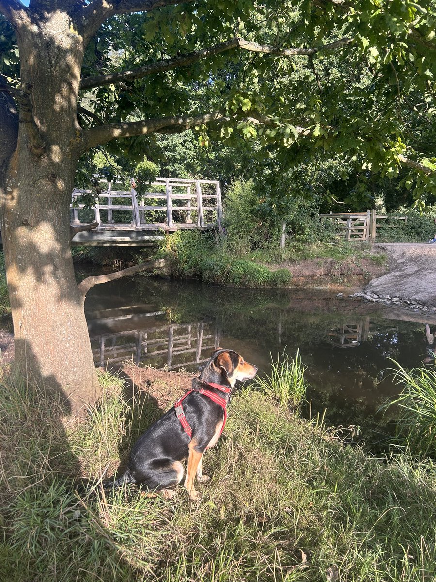 Heather_CCN's tweet photo. A good, but busy week, so only 32.4kms walked with my boy. 🐶 I didn’t manage daily checkins for #NursesActiveChallenge last month! Hope everyone had a good week? ☺️ #NHS1000miles #NHS75 #NursesActive #RescueDog #sundayvibes https://t.co/nVganztPyl