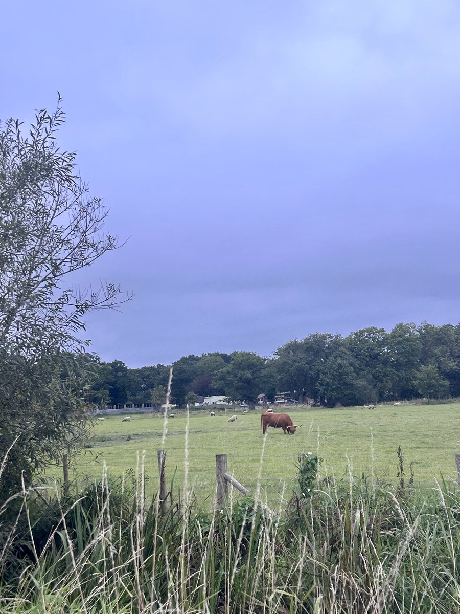 Heather_CCN's tweet photo. A good, but busy week, so only 32.4kms walked with my boy. 🐶 I didn’t manage daily checkins for #NursesActiveChallenge last month! Hope everyone had a good week? ☺️ #NHS1000miles #NHS75 #NursesActive #RescueDog #sundayvibes https://t.co/nVganztPyl