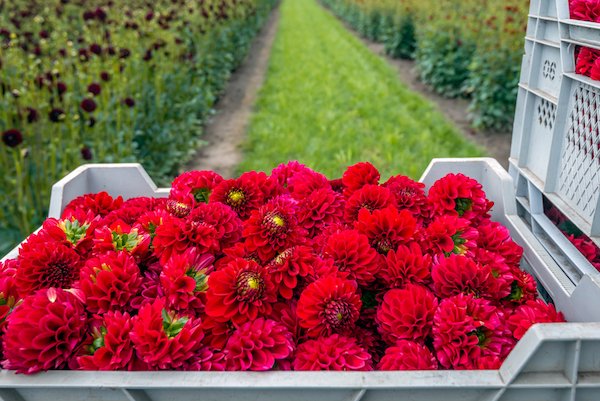 FloralDaily tweet picture