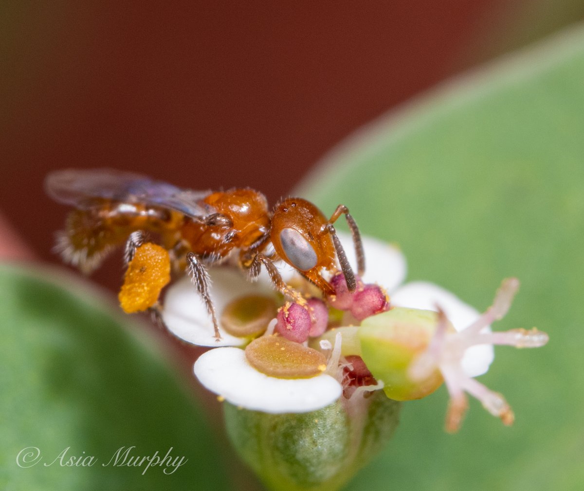 asia murphy phd (river to the sea) tweet media