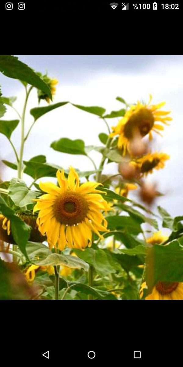 Reyhan (@70_sevilay) on Twitter photo 