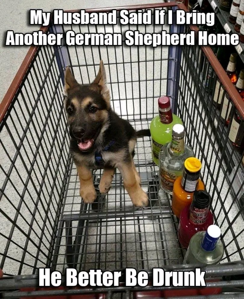 Justgshepherd's tweet photo. https://t.co/MSPXqHPreF