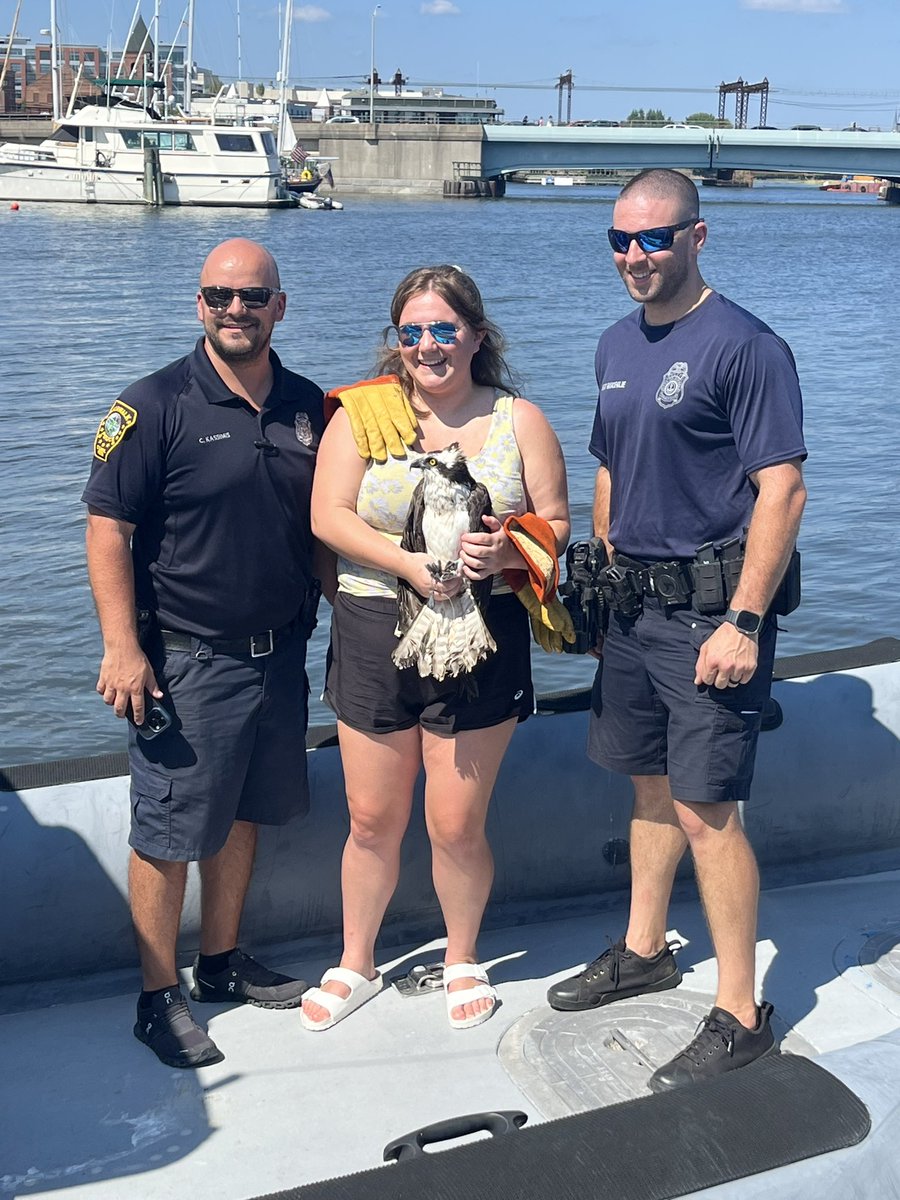 NorwalkCtPD's tweet photo. MU officers found an Osprey entangled in fishing line in Norwalk Harbor. The Osprey was pulled from the water and a raptor rehabber was called.  Christine from Christine’s Critters now 
has the Osprey with hopes of treating its injuries and releasing it back into the wild. https://t.co/UkqYdfnbKV