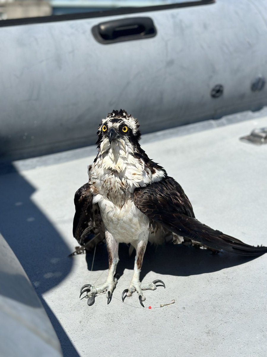 NorwalkCtPD's tweet photo. MU officers found an Osprey entangled in fishing line in Norwalk Harbor. The Osprey was pulled from the water and a raptor rehabber was called.  Christine from Christine’s Critters now 
has the Osprey with hopes of treating its injuries and releasing it back into the wild. https://t.co/UkqYdfnbKV