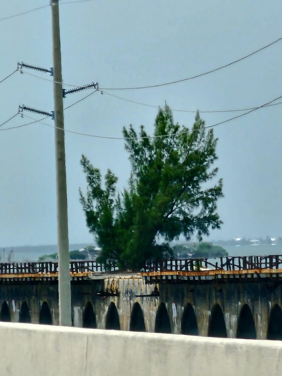 ProfElvanAktas's tweet photo. FRED, the remarkable tree that defies the odds on the Old Seven Mile Bridge in the Florida Keys. Rooted and thriving without soil, FRED stands strong against the sun, saltwater, and winds that define the Keys. π³πποΈ #FREDTree #OldSevenMileBridge #FloridaKeysWonder #fredthetree https://t.co/GzrQMrh4VA