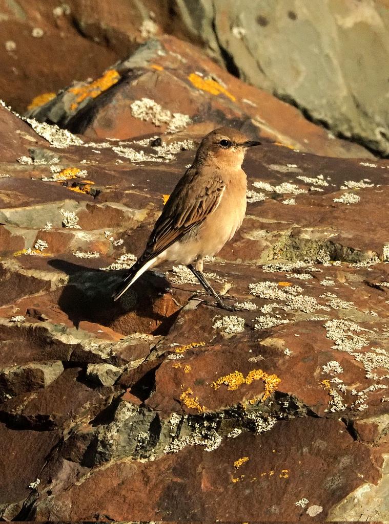 PhilNaylor2's tweet photo. Northern Wheatear at #skern @NorthamBurrows today getting ready for it long flight south to Africa. Safe journey little bird β€οΈ @Natures_Voice @DevonWildlife #wildlife #nature #birds https://t.co/VawcyohsXq