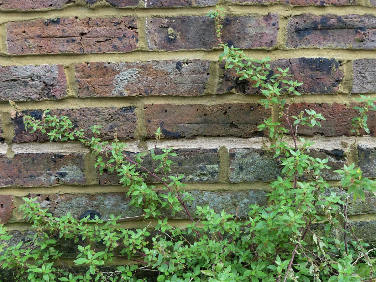 I saw Pellitory of the Wall on several walls in Lewes, East Sussex #wallplants #wildflowerhour