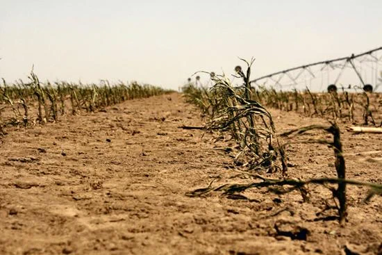 SergeZaka's tweet photo. [Thread - Vulgarisation] La 🌍 se réchauffe. Mais, comment la ↗️ de la température affecte notre agriculture ? Nous allons voir que :
➡️ La hausse moyenne des température a un impact continu.
➡️ La hausse de la probabilité d'extrêmes thermiques a un impact ponctuel.
A dérouler👇
