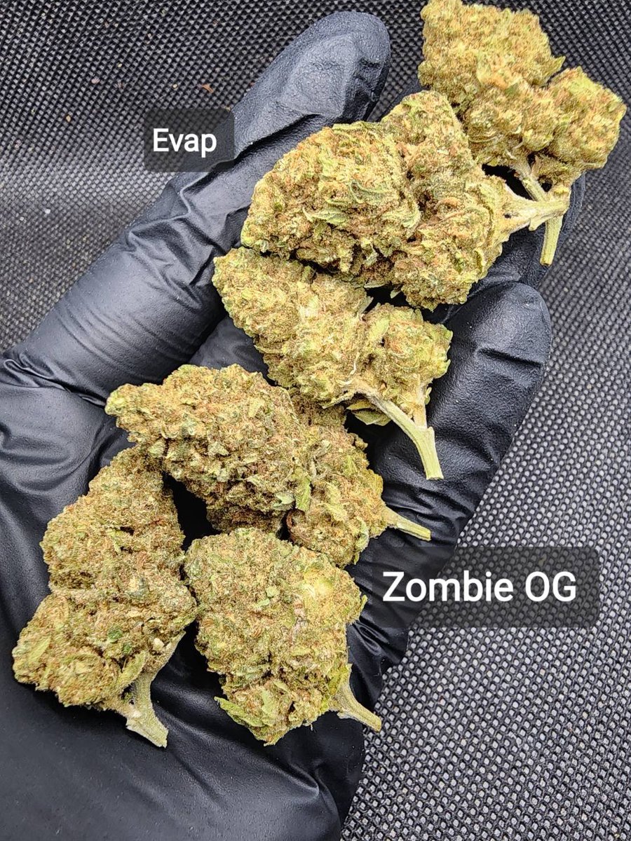 Lilbabytbone's tweet photo. Zombie OG 

100G = 2,500 ❤️❤️

Evap indoor air24

#กัญชาog #กัญชารามคำแหง #กัญชานอก #กัญชานวมินทร์ #กัญชาออแกนิค #กัญชากทม #กัญชากรุงเทพ #กัญชาอัดแท่ง #กัญชา #กัญชารามอินทรา #กัญชาลาดพร้าว #กรีนแคร๊ก #อัดแท่ง #กัญชาเชียงใหม่ https://t.co/At9yYTXnIN
