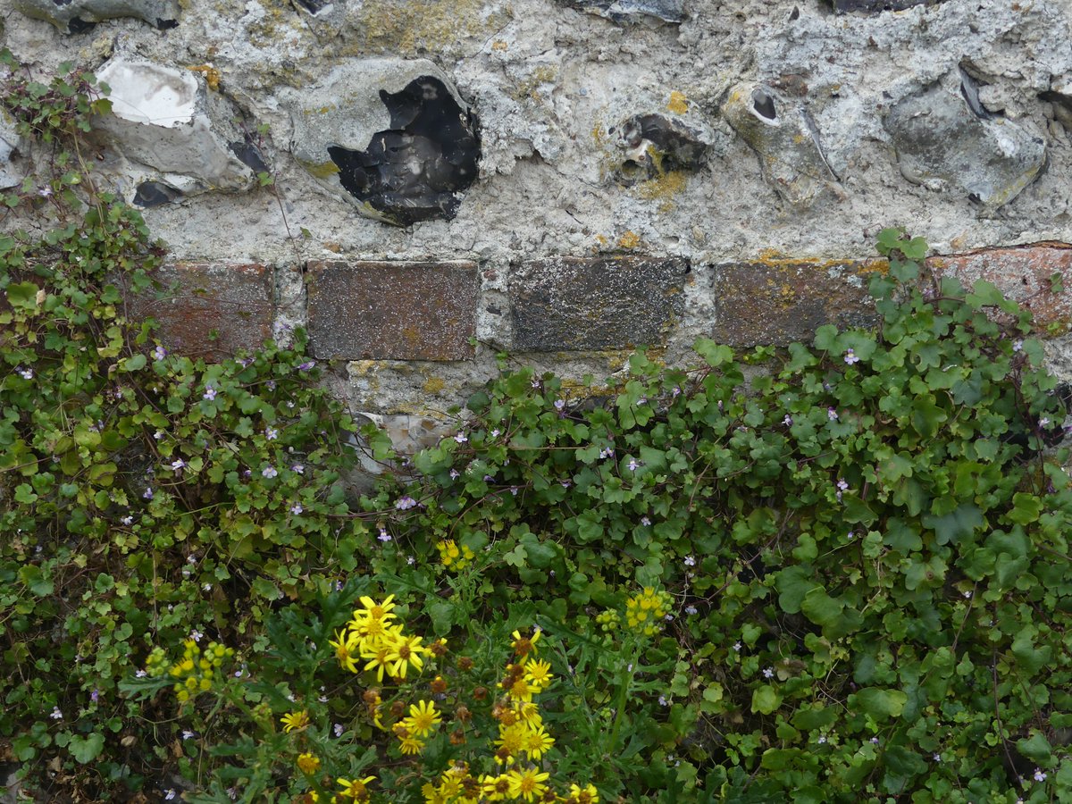 Ivy-leaved Toadfax, seen here with Ragwort, on numerous walls in Lewes, East Sussex #wallplants #wildflowerhour