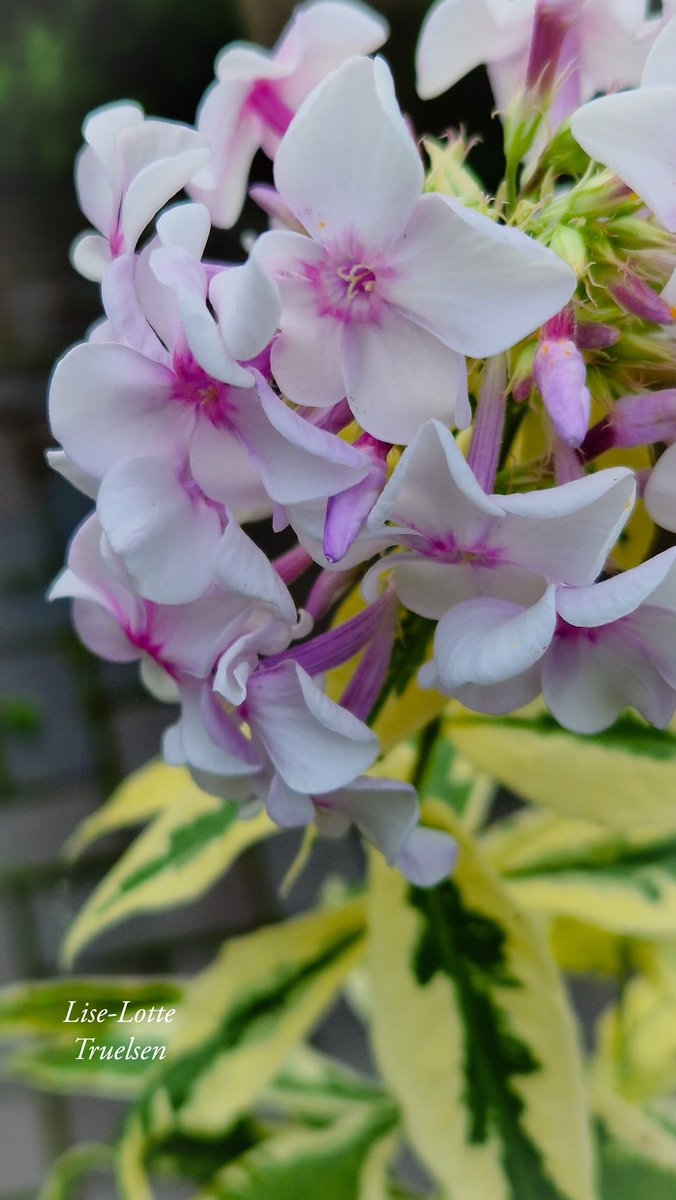 LotteTruelsen's tweet photo. It's been a few years since I saw my Phlox Natascha last. The deer kept on eating the flowers, so now  I grow quite a lot of my Phlox in pots in my greenhouse and they do really well 😍🩷

#flowerphotography #FlowersOfTwitter https://t.co/ps2AeEc6Q1