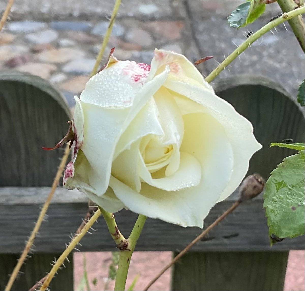 #Roseaday still enjoying the #Roses