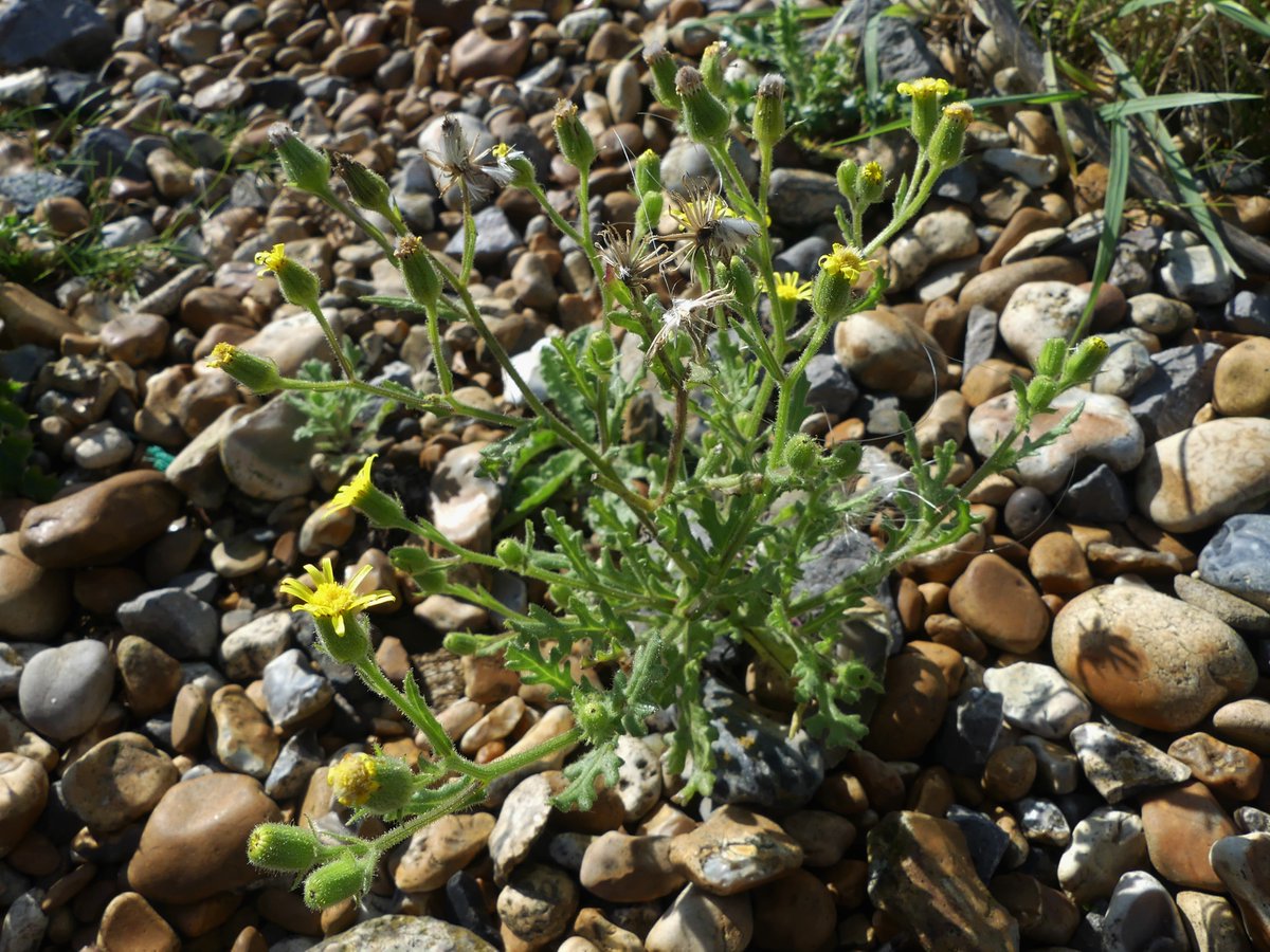 I saw Groundsel growing on a wall in Lewes, and, later, Sticky Groundsel growing on the vegetated shingle at Tidemills #wallplants #wildflowerhour