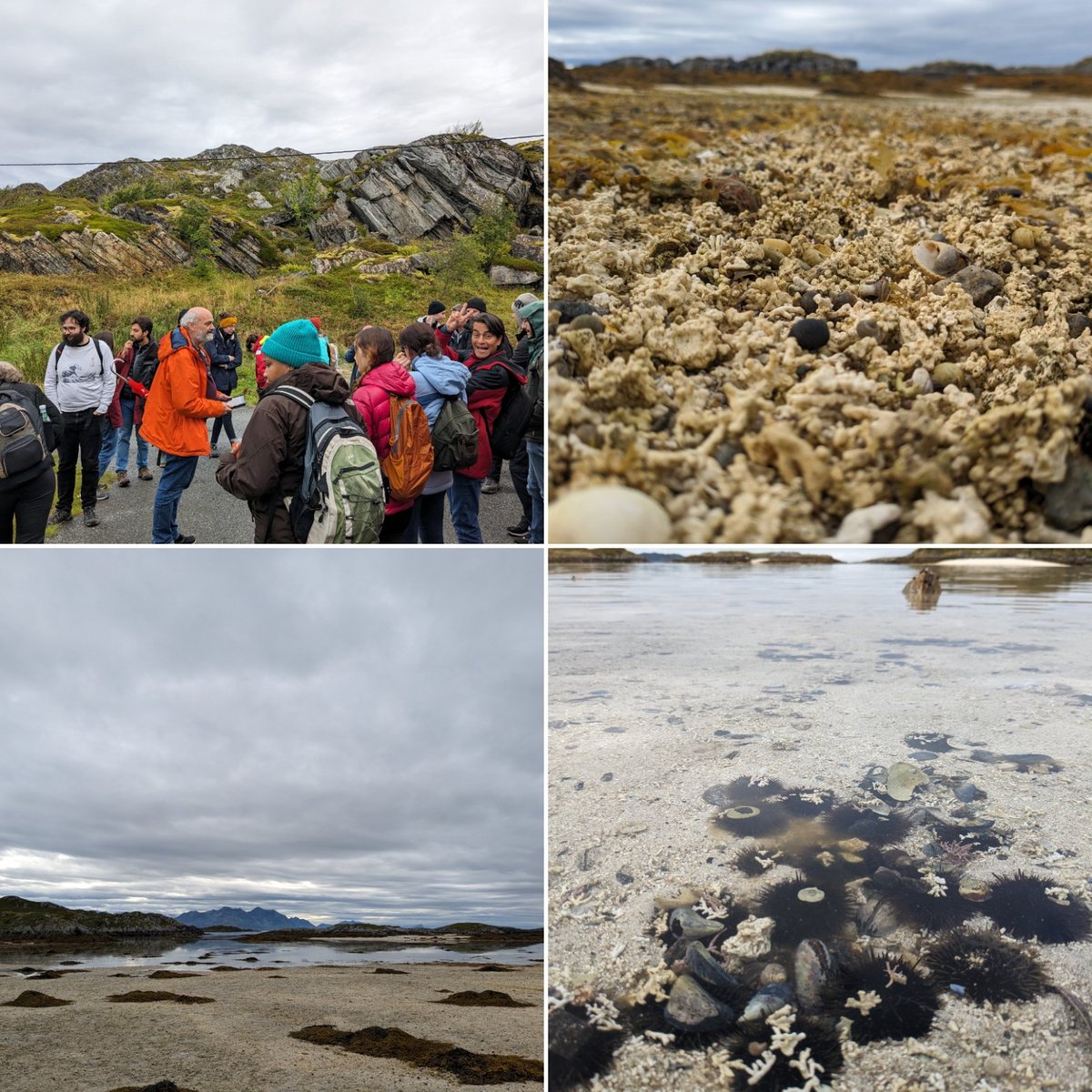 Day 6 of #ICAM2023: Wonderful day on Rebbensøya (70°N!) looking at the #coralline #algae beaches, with André Freiwald as the best field guide! Modern #maerl mixed up with Holocene mussels and corallines, 4000-5000 years old! Plus lots of #urchins, who use coralline algae as hats!