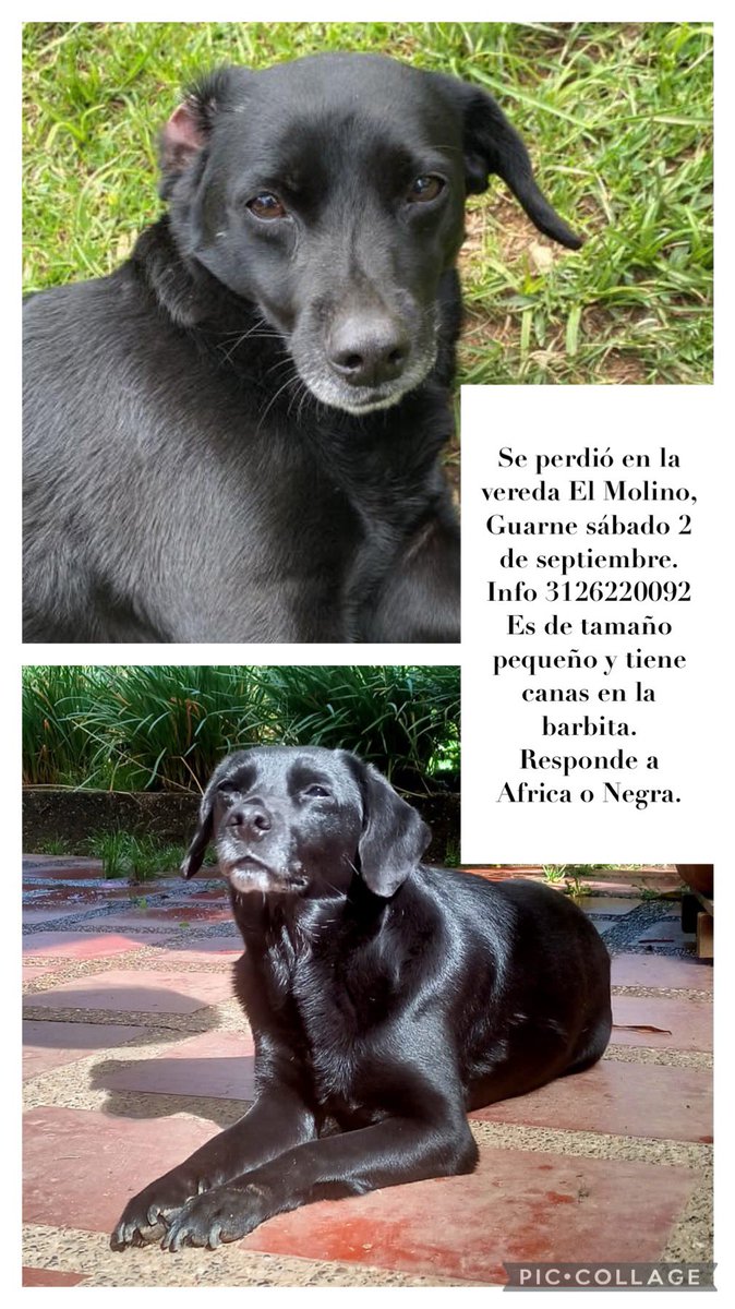 LauRpo1's tweet image. Mi perrita se escapó del susto tan horrible que le causó la pólvora que estaban tirando los vecinos. Por favor ayúdenme a difundir y que pronto podamos encontrarla, fue en la vereda El Molino en Guarne, Antioquia.