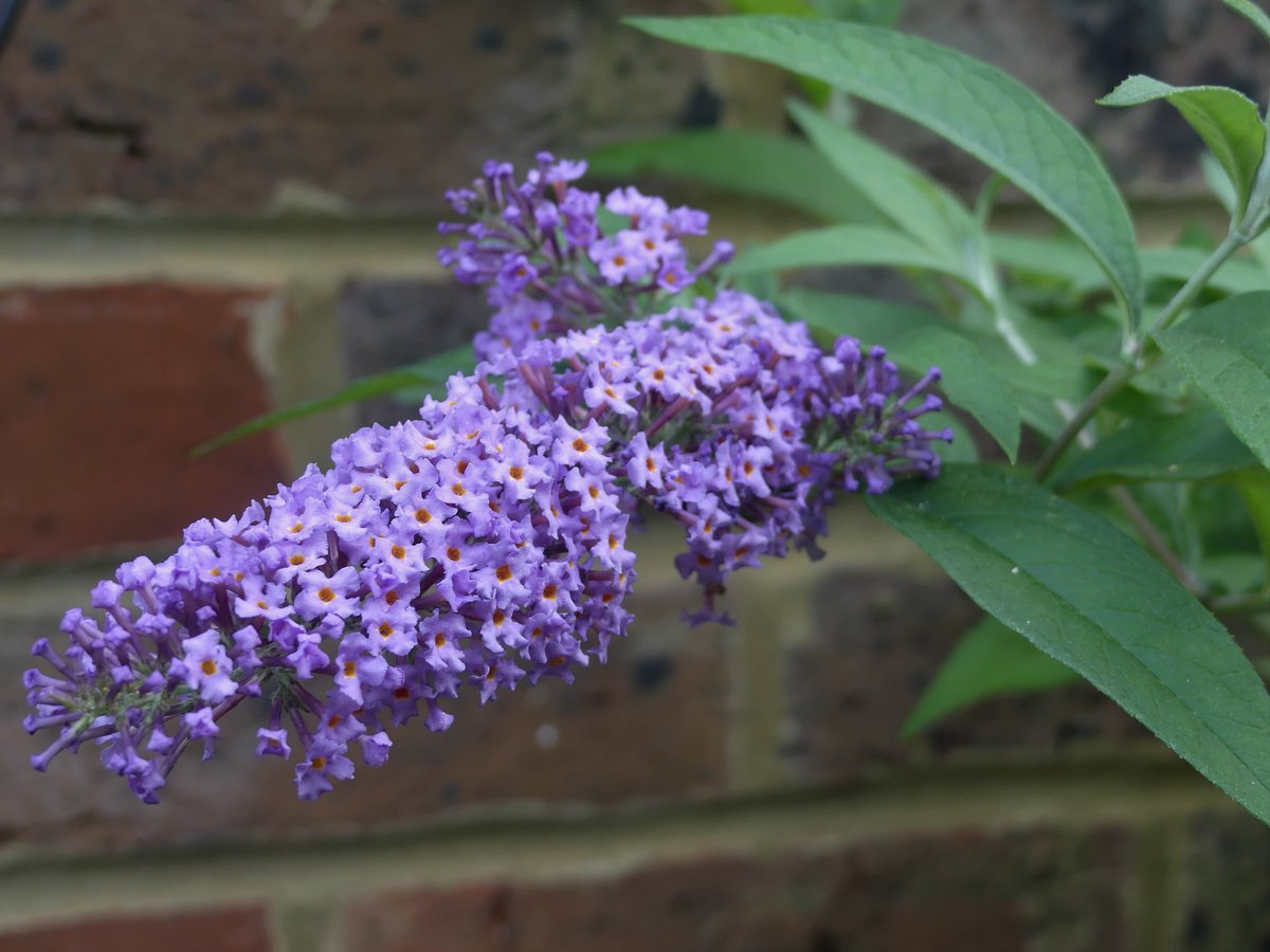 Buddleia on a wall in Lewes, East Sussex #wallplants #wildflowerhour