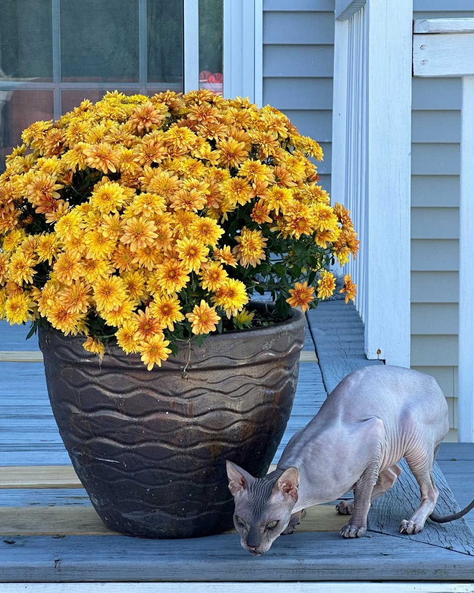 Here we see #RaisinTheSphynxCat as she enjoys naked time on the deck. #DaMouse